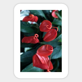 Red Flowers Sticker